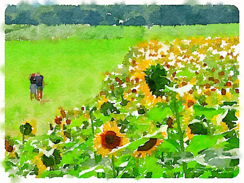 Manipulated Art In Class B By Brian Gray For A Walk By Sunflowers NOV-2018.jpg